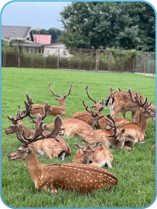 حضور گوزن‌ها در کارخانه بشل