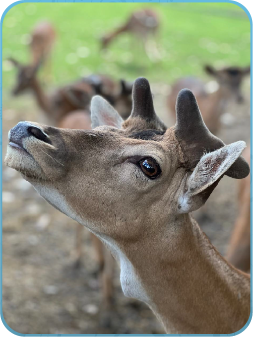 گوزن‌ها در محیط صنعتی