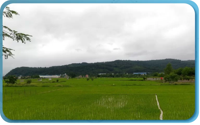 فعالیت‌های معیشتی مردم بشل