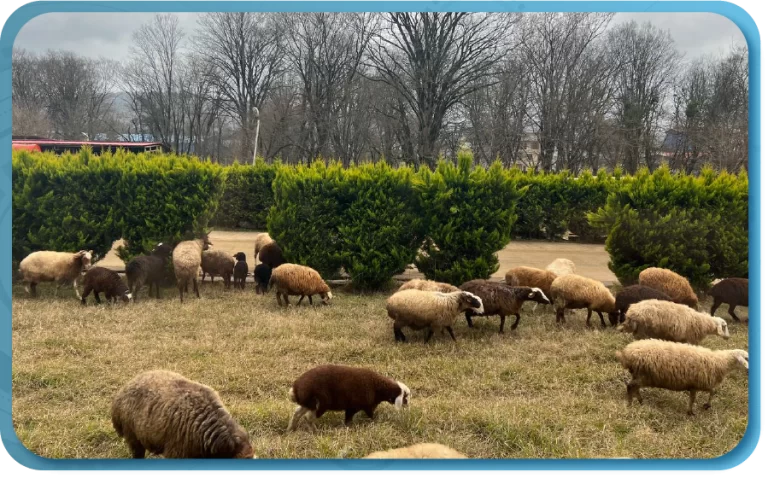 فعالیت‌های معیشتی مردم بشل
