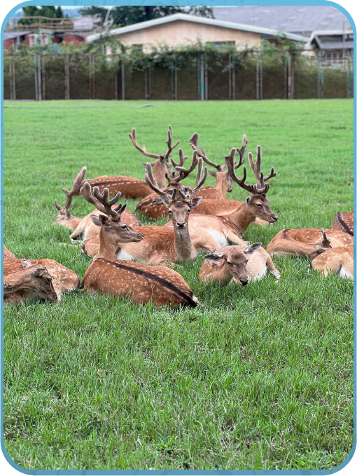 گوزن خالدار زرد